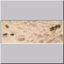 Cerceris arenaria - Grabwespe w02 12mm.jpg